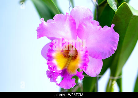 Cattleya Labiata fleurs fleurissent au printemps ornent la beauté de la nature Banque D'Images