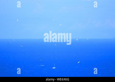 Les mouettes en vol au dessus de la mer Adriatique en Croatie Banque D'Images