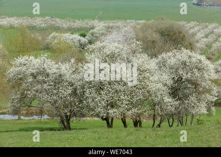 France, Meurthe et Moselle, Côtes de Toul, Boucq, pruniers en fleurs de cerisier Banque D'Images