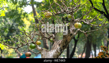 Crescentia Cujete sur bonsai arbre branche au printemps jardin. Ce fruit est comme une peau verte du pamplemousse avec des effets curatifs sur les humains Banque D'Images