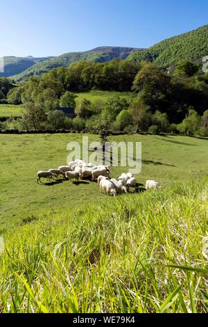 France, Pyrénées Atlantiques, Pays Basque, Haute vallée de la Soule, troupeau de moutons Banque D'Images