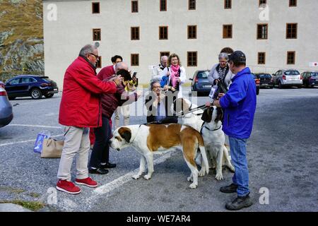 La Suisse, Canton du Valais, Col du Grand Saint Bernard, grand St Bernard et l'Hospice St Bernard chiens Banque D'Images
