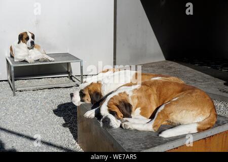 La Suisse, Canton du Valais, Col du Grand Saint Bernard, grand St Bernard et l'Hospice St Bernard chiens Banque D'Images