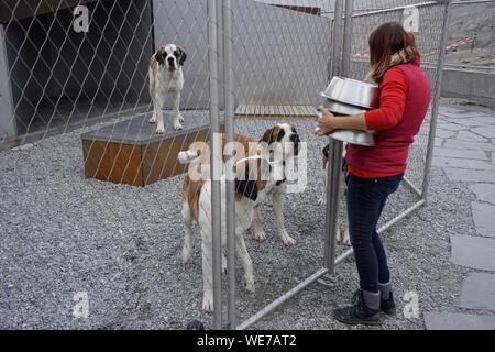 La Suisse, Canton du Valais, Col du Grand Saint Bernard, grand St Bernard et l'Hospice St Bernard chiens Banque D'Images