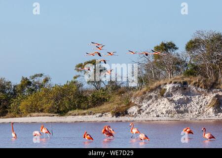 Le Mexique, l'état du Yucatan, Celestun, American flamingo (Phoenicopterus ruber) Banque D'Images