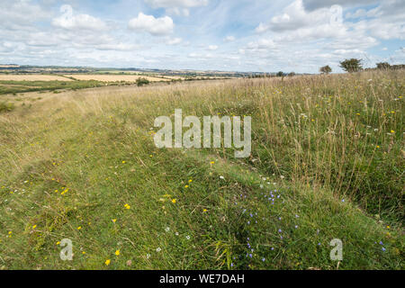 Vue sur le paysage à Martin chalk downland Réserve naturelle nationale vers le bas en été avec des fleurs sauvages, Hampshire, Royaume-Uni Banque D'Images