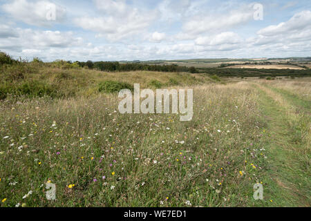 Vue sur le paysage à Martin chalk downland Réserve naturelle nationale vers le bas en été avec des fleurs sauvages, Hampshire, Royaume-Uni Banque D'Images