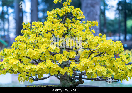 Bonsaï arbre abricot blooming avec branches fleuries jaune virant créer une beauté unique. C'est un mauvais arbre symbolise la chance, la prospérité Banque D'Images