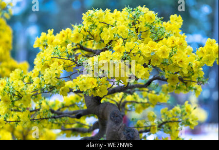 Bonsaï arbre abricot blooming avec branches fleuries jaune virant créer une beauté unique. C'est un mauvais arbre symbolise la chance, la prospérité Banque D'Images