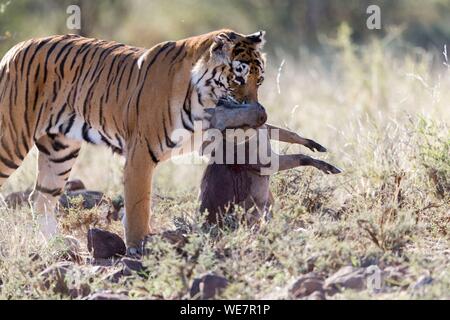 L'Afrique du Sud, une réserve privée, Asiatique (Bengale) tigre (Panthera tigris tigris), femelle adulte avec une proie, le phacochère (Phacochoerus africanus) Banque D'Images