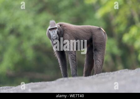 L'Indonésie, les Célèbes, Sulawesi, Parc National de Tangkoko, macaque à crête à crête de Célèbes ou noir, macaque macaque à crête de Sulawesi, ou le singe noir (Macaca nigra) Banque D'Images