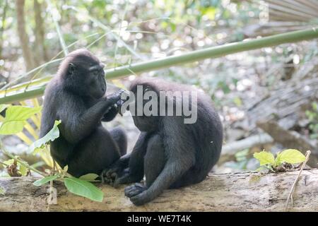 L'Indonésie, les Célèbes, Sulawesi, Parc National de Tangkoko, macaque à crête à crête de Célèbes ou noir, macaque macaque à crête de Sulawesi, ou le singe noir (Macaca nigra), toilettage Banque D'Images