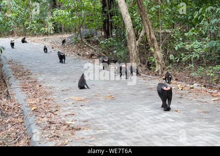 L'Indonésie, les Célèbes, Sulawesi, Parc National de Tangkoko, macaque à crête à crête de Célèbes ou noir, macaque macaque à crête de Sulawesi, ou le singe noir (Macaca nigra) Banque D'Images