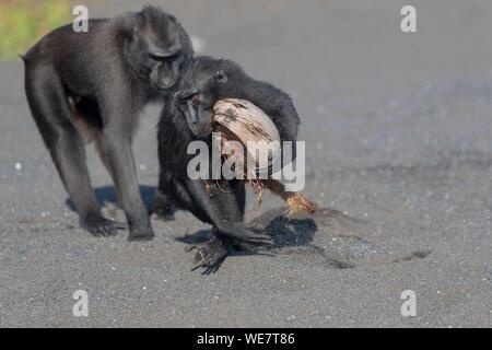 L'Indonésie, les Célèbes, Sulawesi, Parc National de Tangkoko, macaque à crête à crête de Célèbes ou noir, macaque macaque à crête de Sulawesi, ou le singe noir (Macaca nigra), manger une noix de coco Banque D'Images