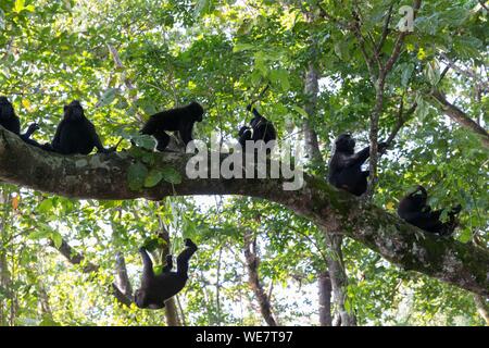 L'Indonésie, les Célèbes, Sulawesi, Parc National de Tangkoko, macaque à crête à crête de Célèbes ou noir, macaque macaque à crête de Sulawesi, ou le singe noir (Macaca nigra) Banque D'Images