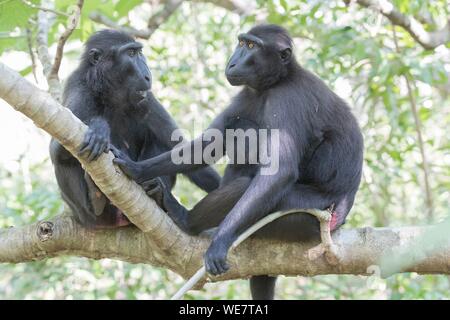 L'Indonésie, les Célèbes, Sulawesi, Parc National de Tangkoko, macaque à crête à crête de Célèbes ou noir, macaque macaque à crête de Sulawesi, ou le singe noir (Macaca nigra), la mère et l'enfant Banque D'Images