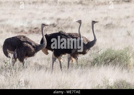 L'Afrique du Sud, la région de Karoo, Autruche ou autruche commune (Struthio camelus), dans la savane, le mâle est noir, la femelle est de couleur brune Banque D'Images