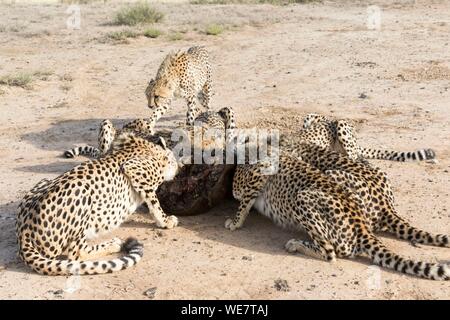 L'Afrique du Sud, une réserve privée, le Guépard (Acinonyx jubatus), manger Banque D'Images