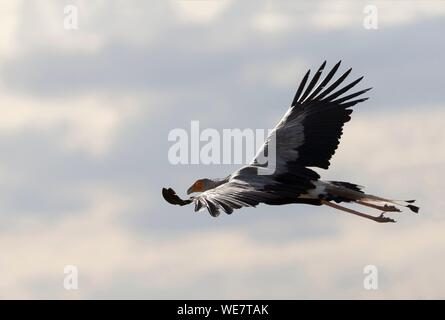 L'Afrique du Sud, une réserve privée, Secretarybird secrétaire ou oiseau (Sagittaire serpentarius), en vol Banque D'Images