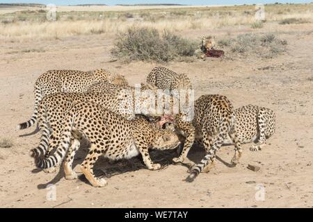 L'Afrique du Sud, une réserve privée, le Guépard (Acinonyx jubatus), manger Banque D'Images