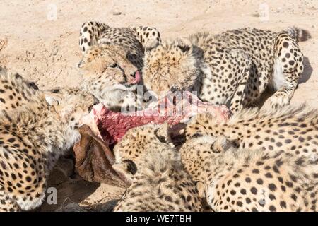 L'Afrique du Sud, une réserve privée, le Guépard (Acinonyx jubatus), manger Banque D'Images