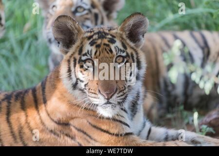 L'Afrique du Sud, une réserve privée, Asiatique (Bengale) tigre (Panthera tigris tigris),jeune de 6 mois, de repos Banque D'Images