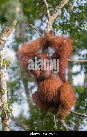 L'Indonésie, Bornéo, parc national de Tanjung Puting, orang-outan (Pongo pygmaeus pygmaeus), mâle adulte dans un arbre Banque D'Images