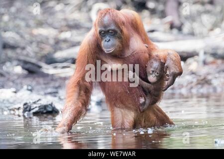 L'Indonésie, Bornéo, parc national de Tanjung Puting, orang-outan (Pongo pygmaeus pygmaeus), femelle adulte avec un bébé