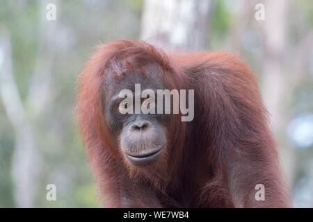 L'Indonésie, Bornéo, parc national de Tanjung Puting, orang-outan (Pongo pygmaeus pygmaeus), adulte femelle seule Banque D'Images