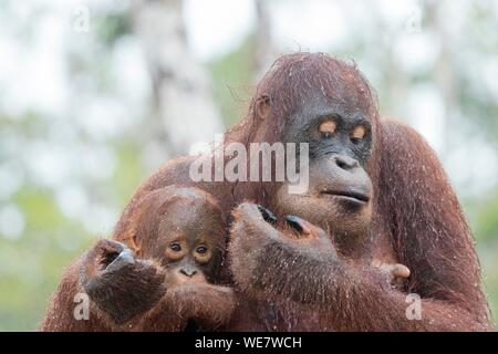 L'Indonésie, Bornéo, parc national de Tanjung Puting, orang-outan (Pongo pygmaeus pygmaeus), femelle adulte avec un bébé Banque D'Images