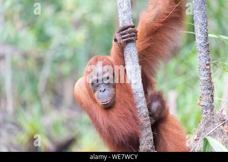 L'Indonésie, Bornéo, parc national de Tanjung Puting, orang-outan (Pongo pygmaeus pygmaeus), femelle adulte avec un bébé Banque D'Images