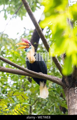 L'Indonésie, les Célèbes, Sulawesi, Parc National de Tangkoko, Rouge (Rhyticeros cassidix calao bulbés), près du nid Banque D'Images