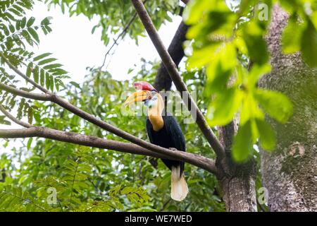 L'Indonésie, les Célèbes, Sulawesi, Parc National de Tangkoko, Rouge (Rhyticeros cassidix calao bulbés), près du nid Banque D'Images