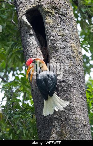 L'Indonésie, les Célèbes, Sulawesi, Parc National de Tangkoko, Rouge (Rhyticeros cassidix calao bulbés), près du nid Banque D'Images