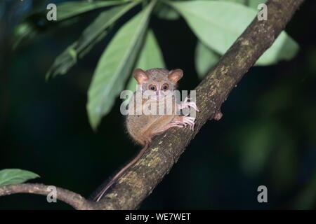 L'Indonésie, les Célèbes, Sulawesi, Parc National de Tangkoko, Spectral tarsier (Tarsius spectrum, également appelé tarsier Tarsius) Banque D'Images