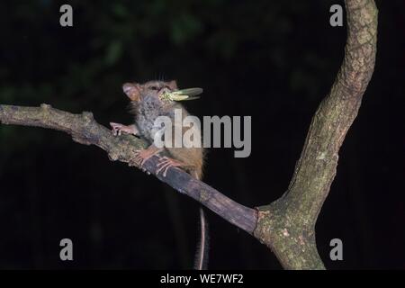 L'Indonésie, les Célèbes, Sulawesi, Parc National de Tangkoko, Spectral tarsier (Tarsius spectrum, également appelé tarsier Tarsius) Banque D'Images