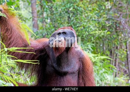 L'Indonésie, Bornéo, parc national de Tanjung Puting, orang-outan (Pongo pygmaeus pygmaeus), mâle adulte, la marche sur le terrain Banque D'Images