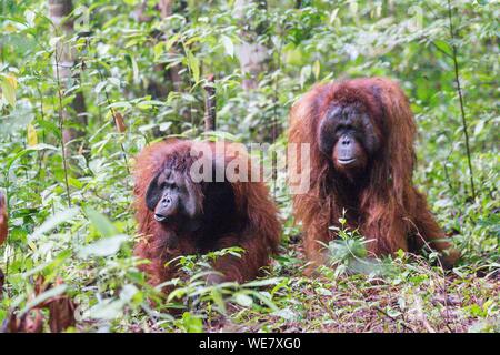 L'Indonésie, Bornéo, parc national de Tanjung Puting, orang-outan (Pongo pygmaeus pygmaeus), mâle adulte, lutte, l'affrontement Banque D'Images