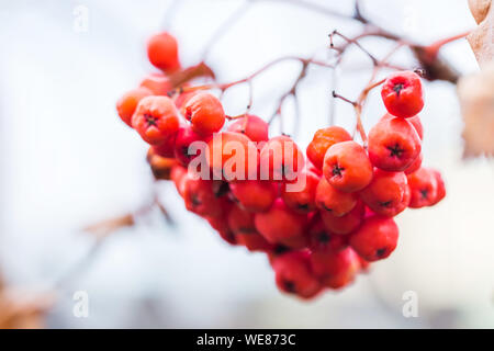 Close up of rowan berries lumineux sur un arbre Banque D'Images