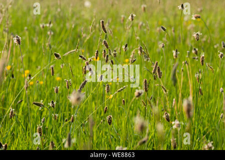 Une prairie au printemps à Draycott Sleights dans le paysage national de Mendip Hills dans le Somerset, en Angleterre. Banque D'Images