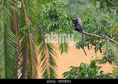 Au Burundi, le Parc National de Ruvubu, Diademed monkey (Cercopithecus mitis) Banque D'Images