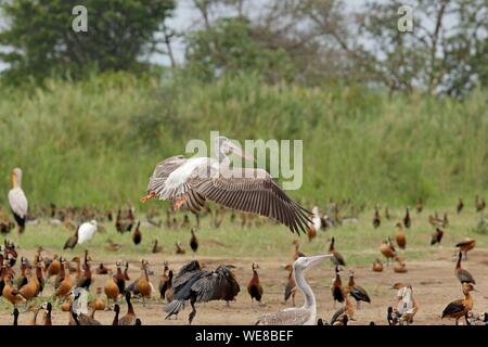Au Burundi, le Parc National de Rusizi, Rose-soutenu Pelican (Pelecanus rufescens) Banque D'Images