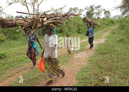 Le Burundi, réserve naturelle de Rusizi, collecte de bois par des femmes Banque D'Images