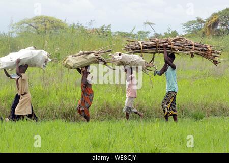Le Burundi, réserve naturelle de Rusizi, collecte de bois par des femmes Banque D'Images