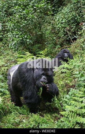 Le parc national des volcans, Rwanda, homme gorille de montagne au dos argenté ou marcher dans une clairière Banque D'Images