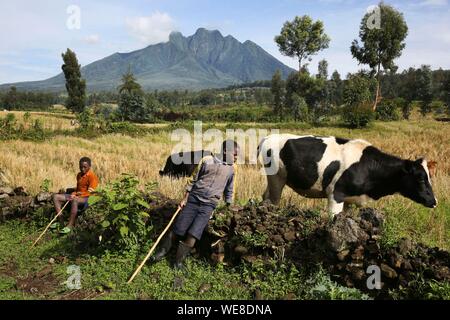 Le parc national des volcans, Rwanda, de jeunes garçons garder les vaches en face de champs avec un volcan sur un arrière-plan Banque D'Images