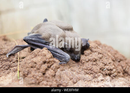 L'Asiatique moindre Maison Jaune Bat (Scotophilus kuhlii) reposant sur le roc, les animaux mammifères qui peut voler et a les cheveux bruns Banque D'Images