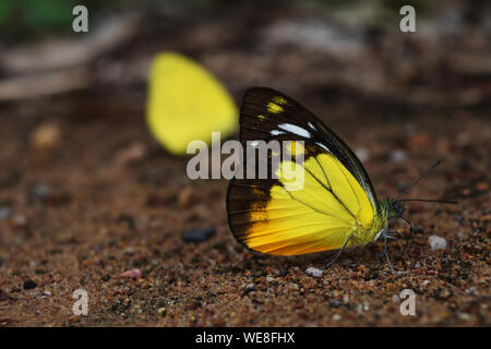 Papillon papillon orange (Cepora judith) debout sur la terre La terre, noir avec du jaune et orange couleur sur aile blanche d'insectes tropicaux, Thaïlande Banque D'Images