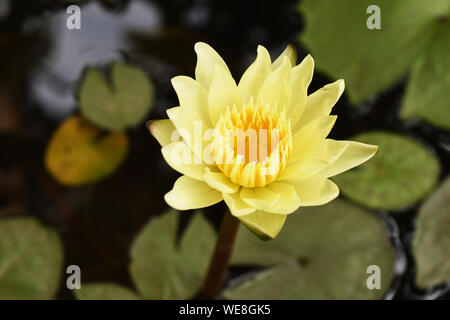 Fleur de lotus jaune avec des feuilles vertes dans l'arrière-plan, de belles plantes aquatiques Banque D'Images