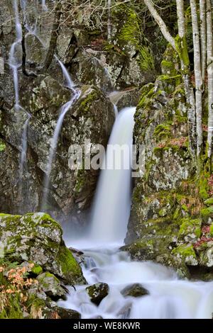 La France, Territoire de Belfort, Lepuix, Ballon d Alsace, Forêt, Saut de la truite cascade, la rivière Savoureuse Banque D'Images